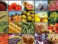 ابلاغ فهرست استثنائات ممنوعیت صادرات برخی کالاهای کشاورزی