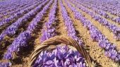 نمایشگاه تخصصی زنجیره ارزش زعفران و صنایع وابسته
