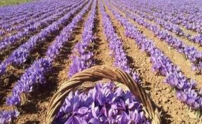 نمایشگاه تخصصی زنجیره ارزش زعفران و صنایع وابسته
