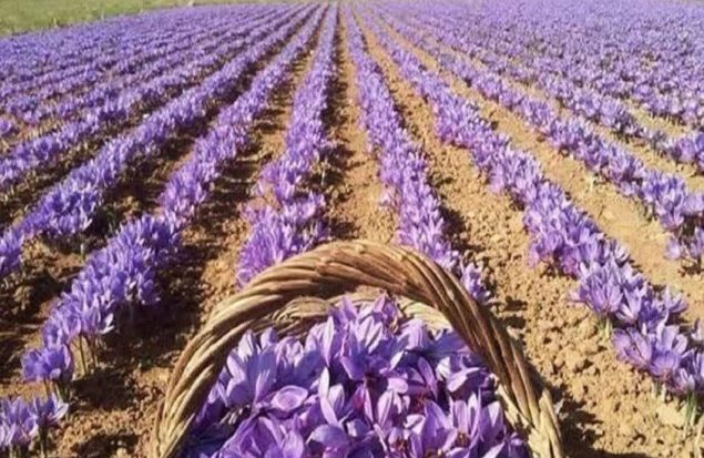 نمایشگاه تخصصی زنجیره ارزش زعفران و صنایع وابسته
